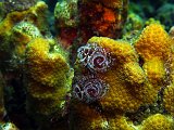Curacao 04-12 345